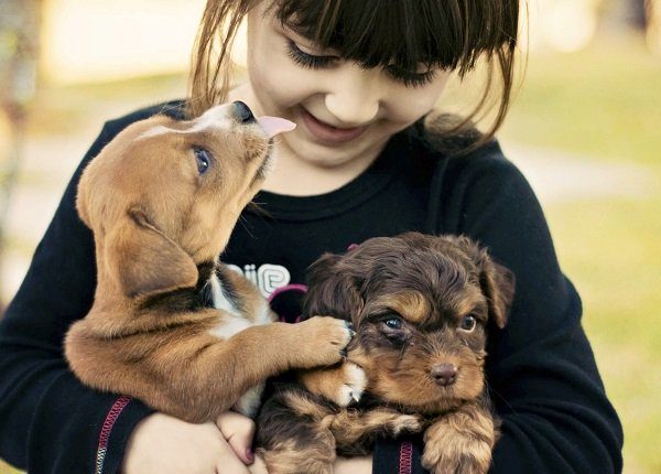 A little girl playing with two cute puppies.