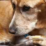 dog lying on bed with cannula in vein taking infusion for pancreatitis