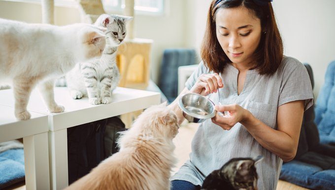 pet sitter feeds cats during professional pet sitters week