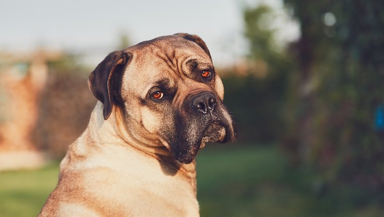Trauriger Blick des riesigen Hundes. Cane Corso Hund, der Kamera betrachtet. Themen Loyalität, verloren oder Verlangen.