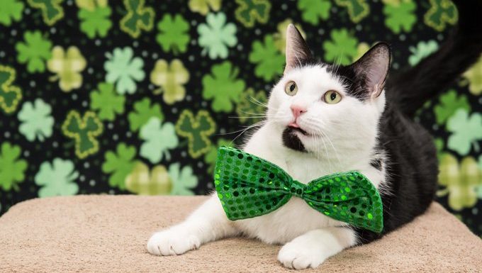 Katze mit grüner Fliege für den Tag des Heiligen Patrick