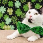 Sicherheitstipps zum St. Patrick's Day für Sie und Ihre Katze