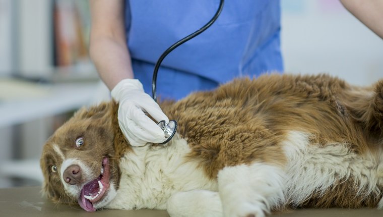 A Caucasian female veterinarian is indoors at a clinic. She is wearing medical clothing. She is looking after a cute border collie dog lying on a table. She is checking the dog