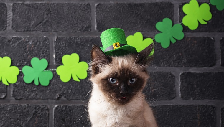 Katze im grünen Koboldhut. Hintergrund zum St. Patrick's Day