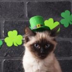 St. Patrick's Day: 10 süße Katzen, die grün werden [PICTURES]