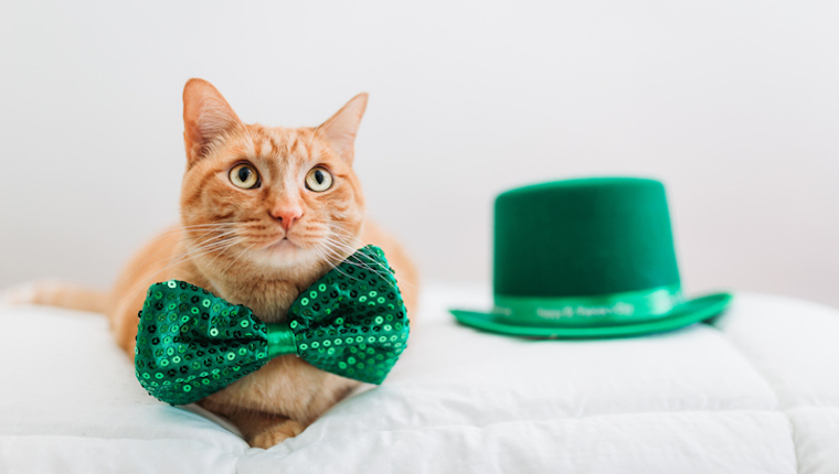 Katze mit grüner Fliege für den Tag des Heiligen Patrick
