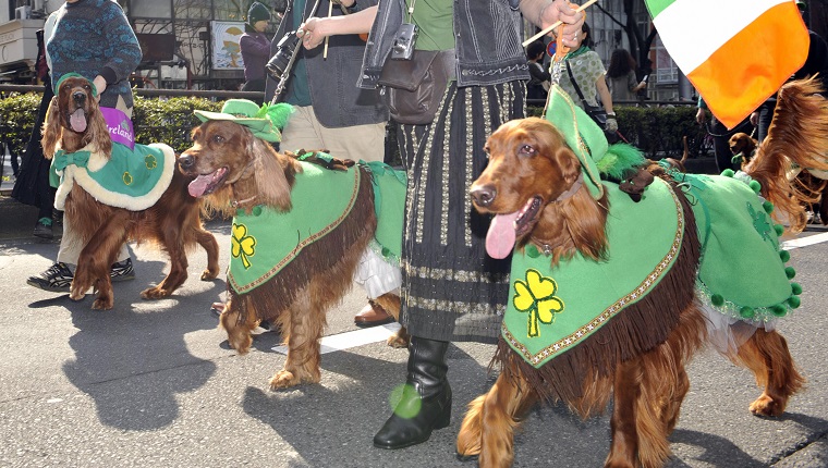 Mitglieder des Irish Setter Club und ihre Hunde marschieren während der St.Patrick's Day Parade in Tokio am 16. März 2008. Rund 2.000 Menschen nahmen an der Parade zum Gedenken an den irischen Schutzpatron teil. AFP FOTO / Yoshikazu TSUNO 