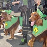 Members of Irish Setter Club and their dogs march during the St.Patrick