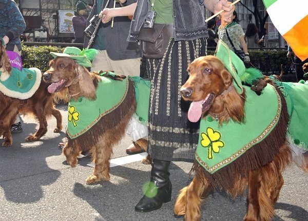 Members of Irish Setter Club and their dogs march during the St.Patrick