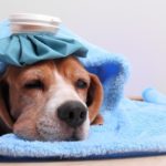 Little dog with ice pack and blanket lying on the floorSome other related images: