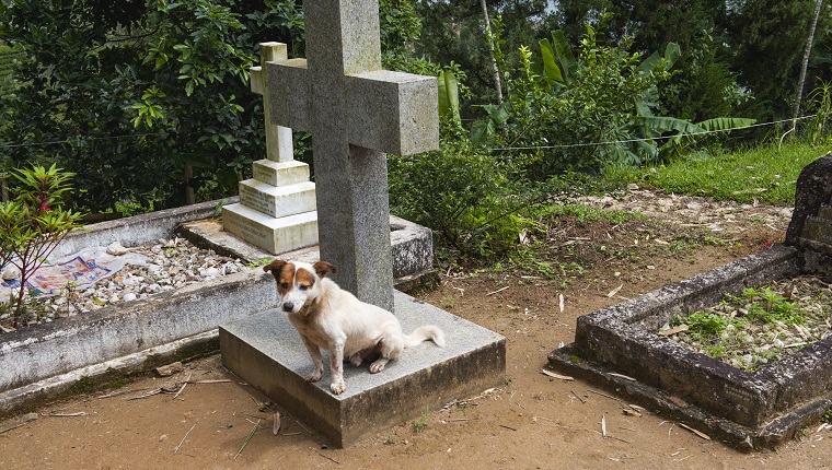 Hund ruht auf einem Grab in der Christ Church Warleigh, erbaut während der Kolonialzeit 1878, Dickoya