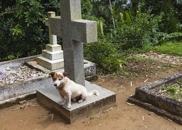 Dog resting on a grave at the Christ church Warleigh, Built during the colonial era in 1878, Dickoya