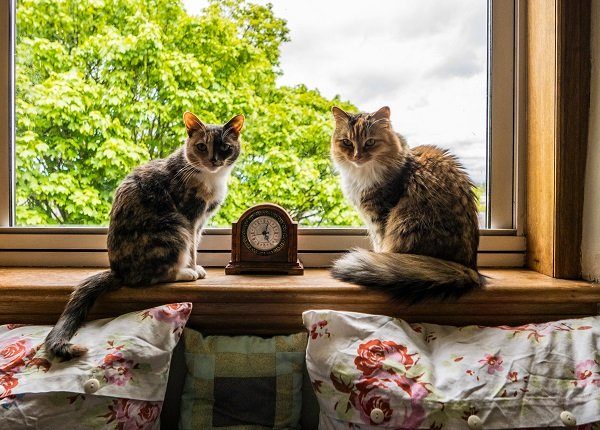 Cats On Window Sill At Home