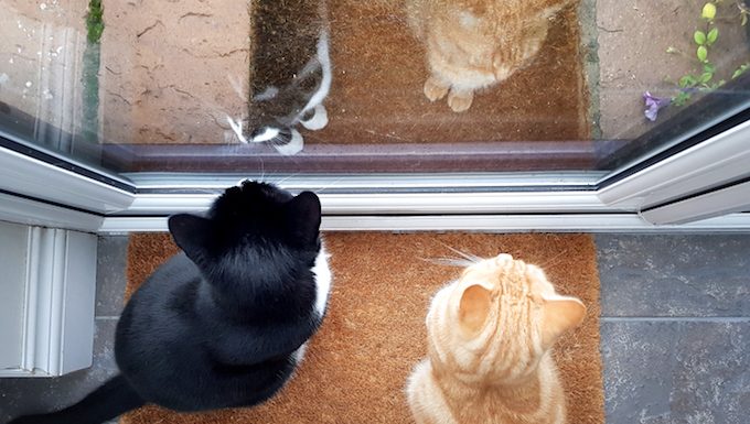 Katzen schauen aus der Haustür