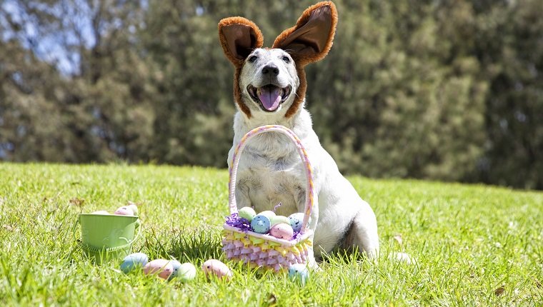 A cute little dog dressed as the Easter Bunny with Easter Eggs at the park.