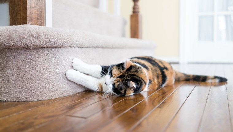 Katze kratzt Teppich