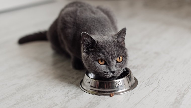 Britische Katze frisst isoliert Nahrung. Eine Katze leckt vor einer Schüssel mit Futter. Die kurzhaarige graue Katze frisst das Futter vom Teller