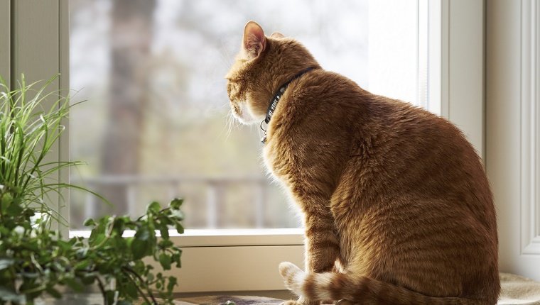 Eine Katze sitzt auf einem Fensterbrett mit einem Kragen um den Hals.