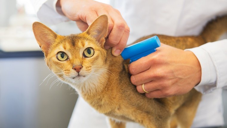 Eine orangefarbene Katze wird von einem Tierarzt mit einem Mikrochip versehen.