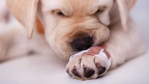 Cute labrador puppy dog leaning its muzzle on a hurting paw with a bandage - sniffing the unusual coating, closeup