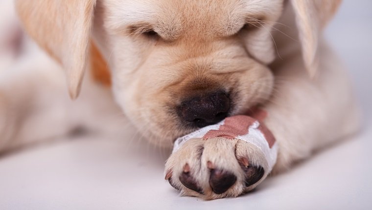Cute labrador puppy dog leaning its muzzle on a hurting paw with a bandage - sniffing the unusual coating, closeup