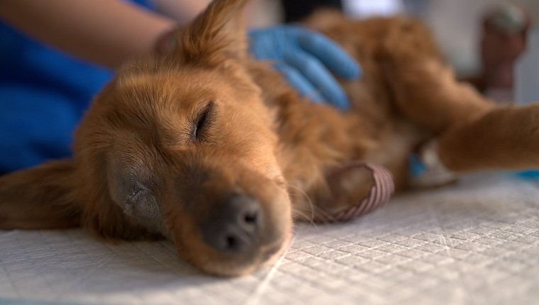 Young Stid Welpe von der Straße gerettet und zu den Tierärzten gebracht, um untersucht und gerettet zu werden, dann zu einem liebenden Tier gemacht.
