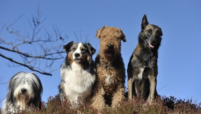 4 Hunde auf einem Feld