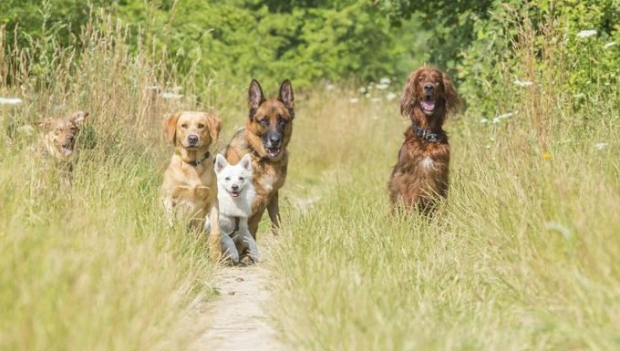 Gruppe von Hunden auf einem Weg in einem Feld
