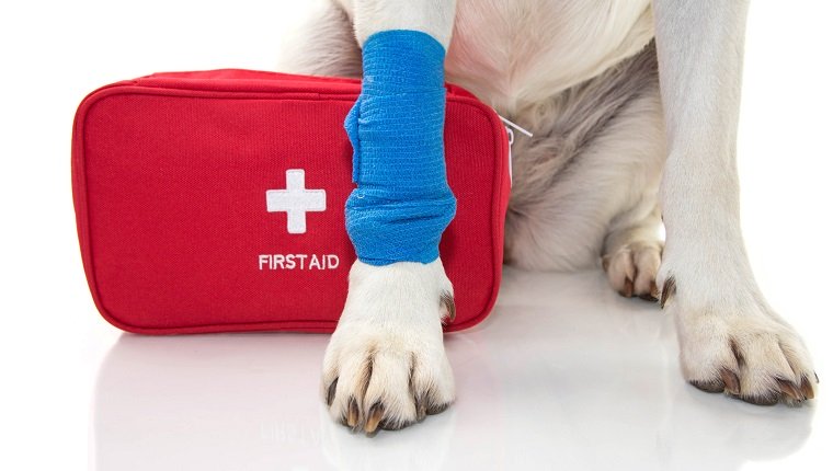 pet first aid awareness month. INJURED DOG. CLOSE UP PAW LABRADOR WITH A BLUE BANDAGE OR ELASTIC BAND ON FOOT AND A EMERGENCY OR FIRT AID KIT. ISOLATED STUDIO SHOT AGAINST WHITE BACKGROUND.