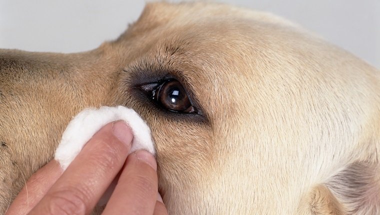Reinigung der Augen des Hundes mit Augentüchern, Nahaufnahme