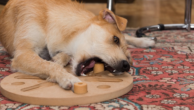 brauner Hund liegt mit Hundepuzzle auf dem Boden und beißt in Stück; Der Hund ist ein mittelgroßer Podengo Portugiese (drahtbeschichtet), das Puzzle ist Dogworker von Nina Ottosson