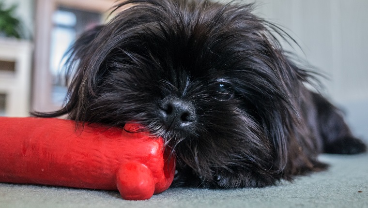 Ein junger Shorkie-Hund (Kreuzung aus Yorkshire Terrier und Shih Tzu) kaut zu Hause an einem roten Spielzeug