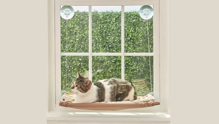 Katzenfenster Barsch