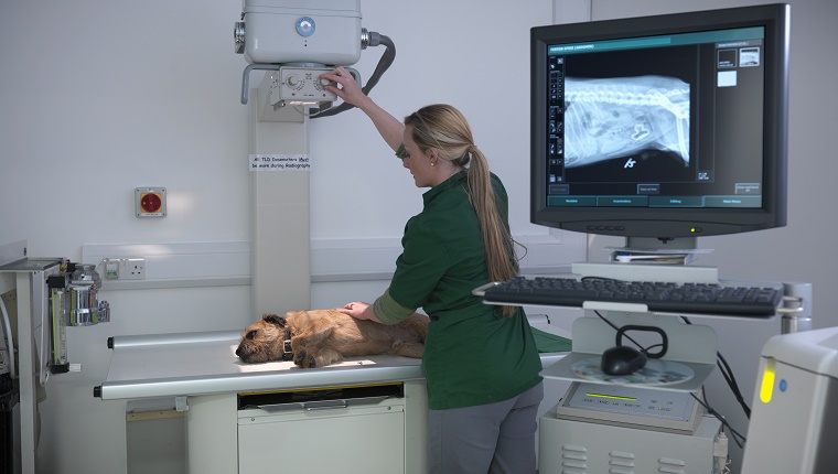 Ein Hund liegt auf dem Tisch eines Tierarztes, um eine Röntgenaufnahme zu machen.