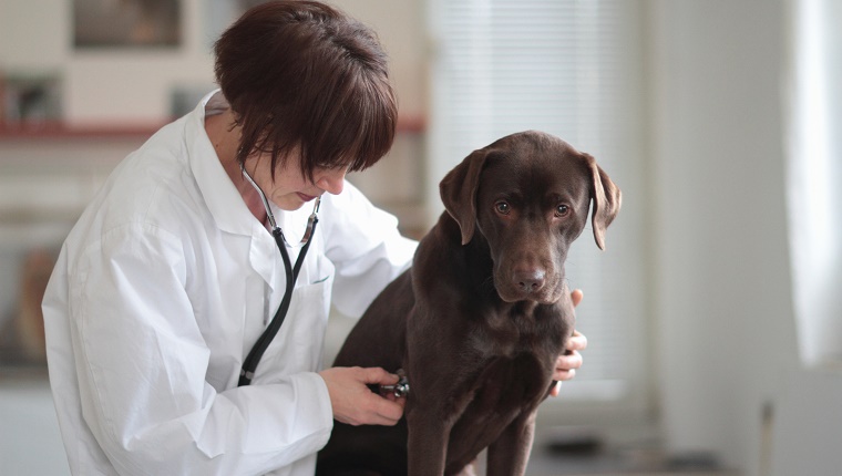 Ein Tierarzt hört mit einem Stethoskop auf die Brust eines Hundes. 