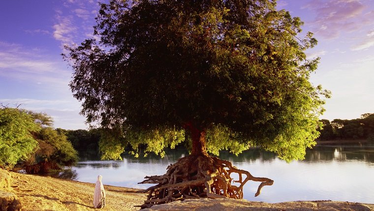Neembaum (Azadirachta indica) mit erodierten Wurzeln am Ufer des Senegal. Figur mit Blick auf Mauretanien am gegenüberliegenden Ufer. Die Rinde und die Blätter des Neembaums werden häufig als pflanzliche Heilmittel verwendet. Nordsenegal. 5. Januar 2010