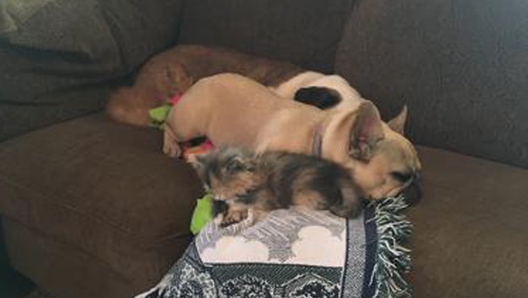 Kätzchen mit Hund liegend