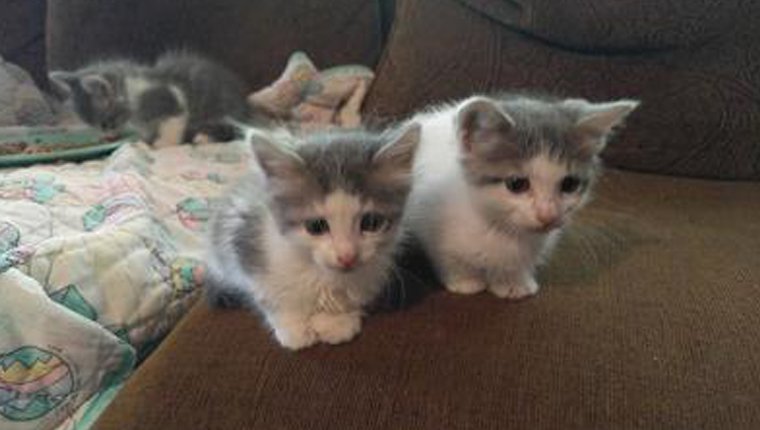 drei Kätzchen auf einer Couch