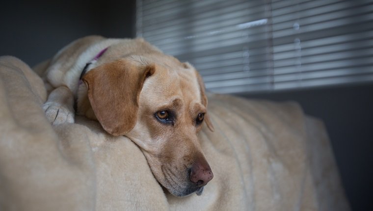 Golden Labrador Retriever Dog, der auf der Bettkante liegt