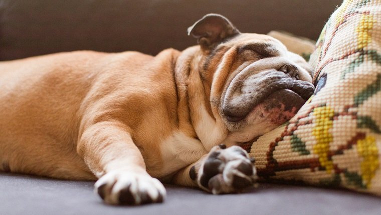 Englische Bulldogge, die auf der Couch mit dem kleinen gehäkelten Kissen unter ihrem Kopf schläft.