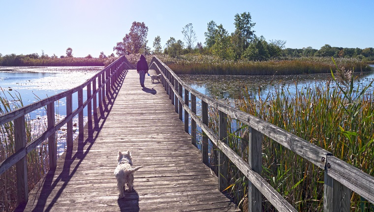 Der Seitenwindsumpf in New Boston Michigan. Anfang Oktober Nachmittag mit blauem Himmel und kühler Brise. Gehen mit zwei West Highland Terrier Hunden auf einer der Holzbrücken.