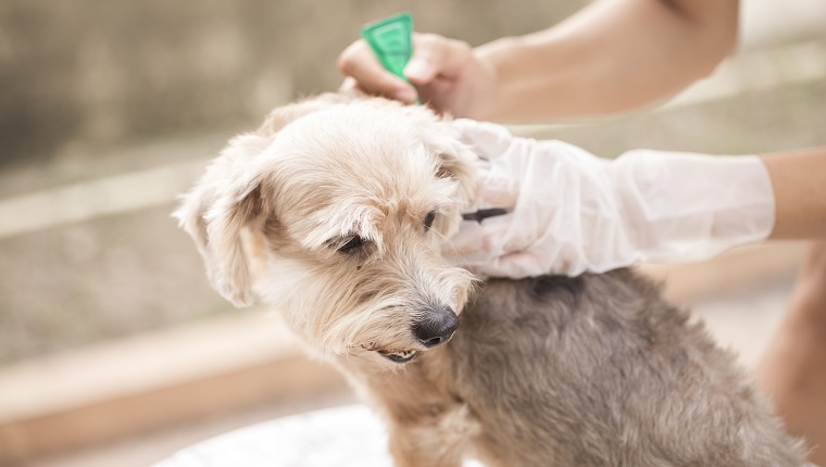 Zecken- und Flohprävention für einen Hund