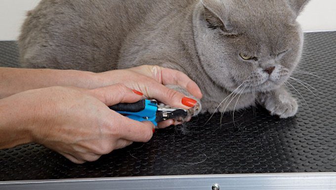 Katze bekommt Nägel geschnitten