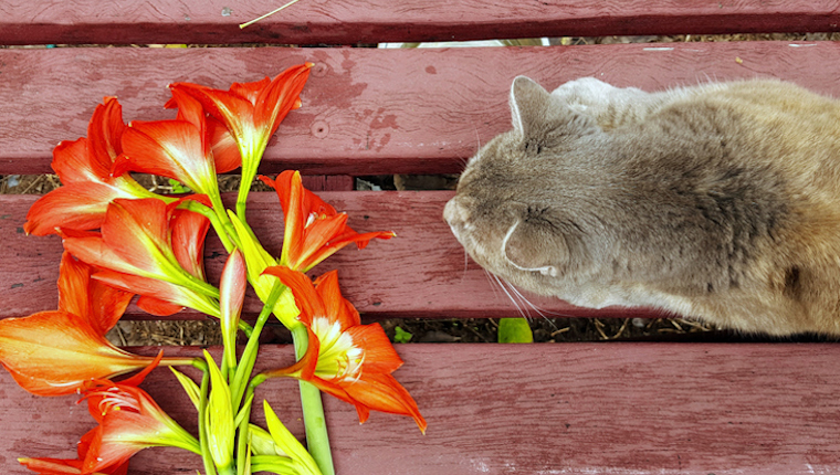 Katze und Lilien