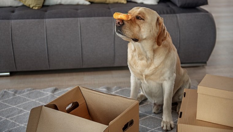 Seitenansicht ruhige Hundehaltung behandeln mit Nase, während in der Nähe von Kartons im Wohnzimmer sitzen. Spaßkonzept