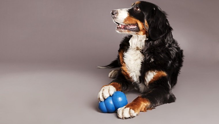 Studioporträt eines Bernard Sennenhund Hundes mit seinem blauen Kauspielzeug zu seinen Füßen.