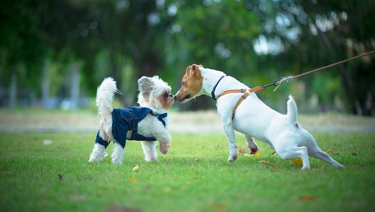 Ein Jack Russell Terrier an der Leine trifft einen kleinen weißen Hund in einer Jacke im Park.