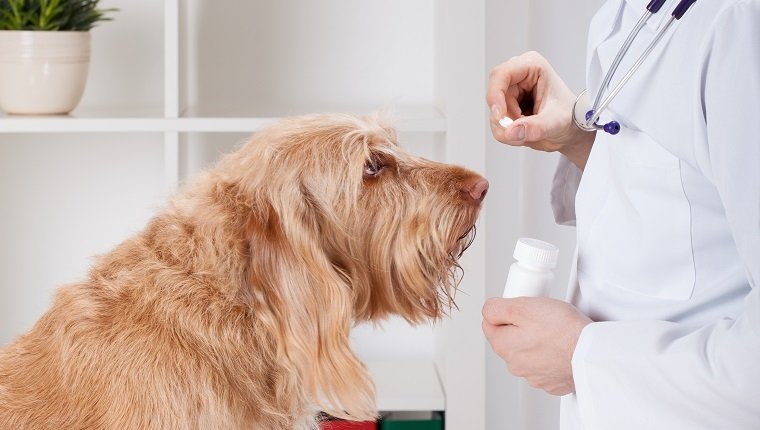 Tierarzt beim Geben des Medikaments zum Hund, vertikal