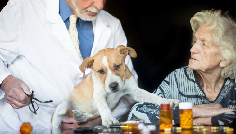 Prednison und Prednisolon für Hunde Verwendung, Dosierung und