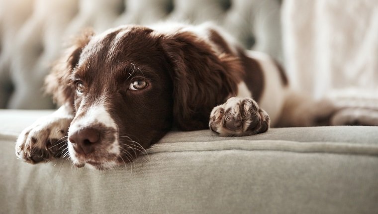 Schuss eines entzückenden Hundes, der gelangweilt aussieht, während er zu Hause auf der Couch liegt